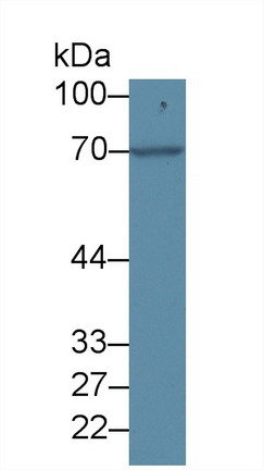 Polyclonal Antibody to Forkhead Box Protein O1 (FOXO1)