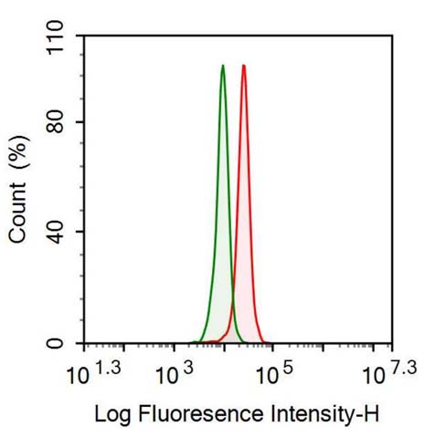 Polyclonal Antibody to Forkhead Box Protein O1 (FOXO1)