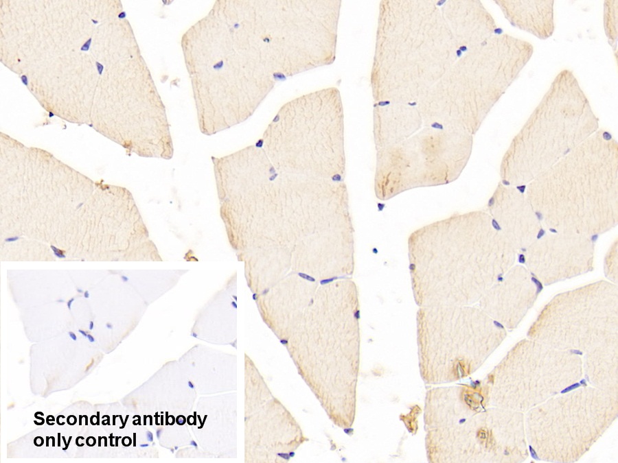 Polyclonal Antibody to Forkhead Box Protein O1 (FOXO1)