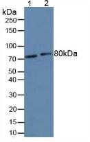 Polyclonal Antibody to Forkhead Box Protein O1 (FOXO1)