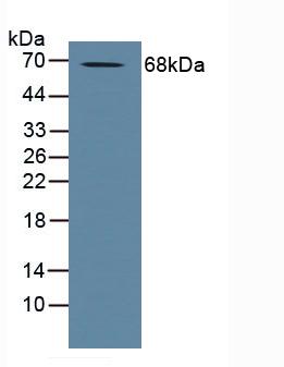 Polyclonal Antibody to A Disintegrin And Metalloprotease 10 (ADAM10)