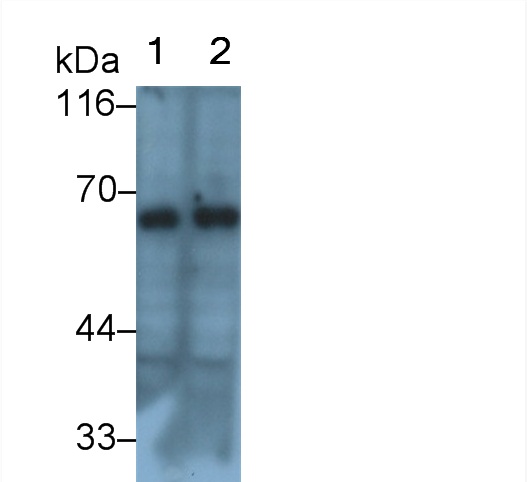 Polyclonal Antibody to Lipase, Hepatic (LIPC)