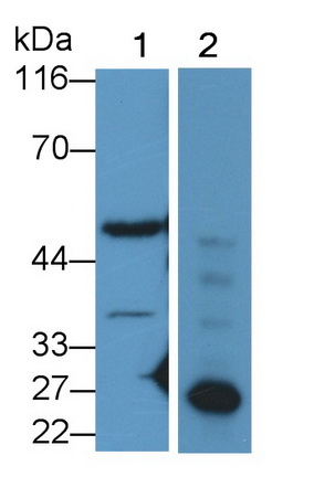 Polyclonal Antibody to Caspase 5 (CASP5)