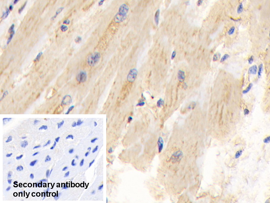 Polyclonal Antibody to Pyruvate dehydrogenase alpha 1 (PDHA1)