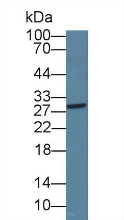 Polyclonal Antibody to Inducible T-Cell Co Stimulator (ICOS)