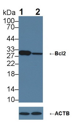 Polyclonal Antibody to B-Cell Leukemia/Lymphoma 2 (Bcl2)