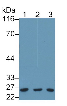 Polyclonal Antibody to B-Cell Leukemia/Lymphoma 2 (Bcl2)