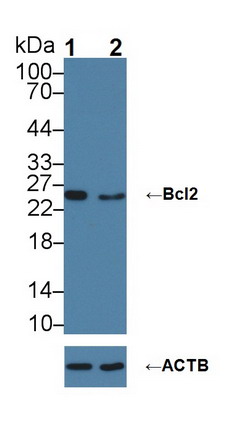 Polyclonal Antibody to B-Cell Leukemia/Lymphoma 2 (Bcl2)