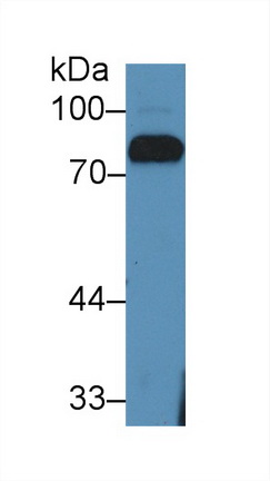 Polyclonal Antibody to Lactoferrin (LTF)