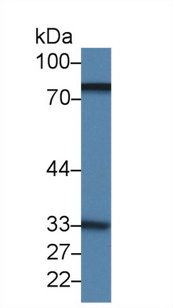 Polyclonal Antibody to Lactoferrin (LTF)