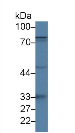 Polyclonal Antibody to Lactoferrin (LTF)