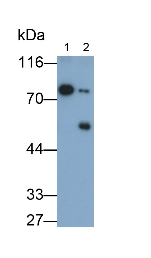 Polyclonal Antibody to Lactoferrin (LTF)