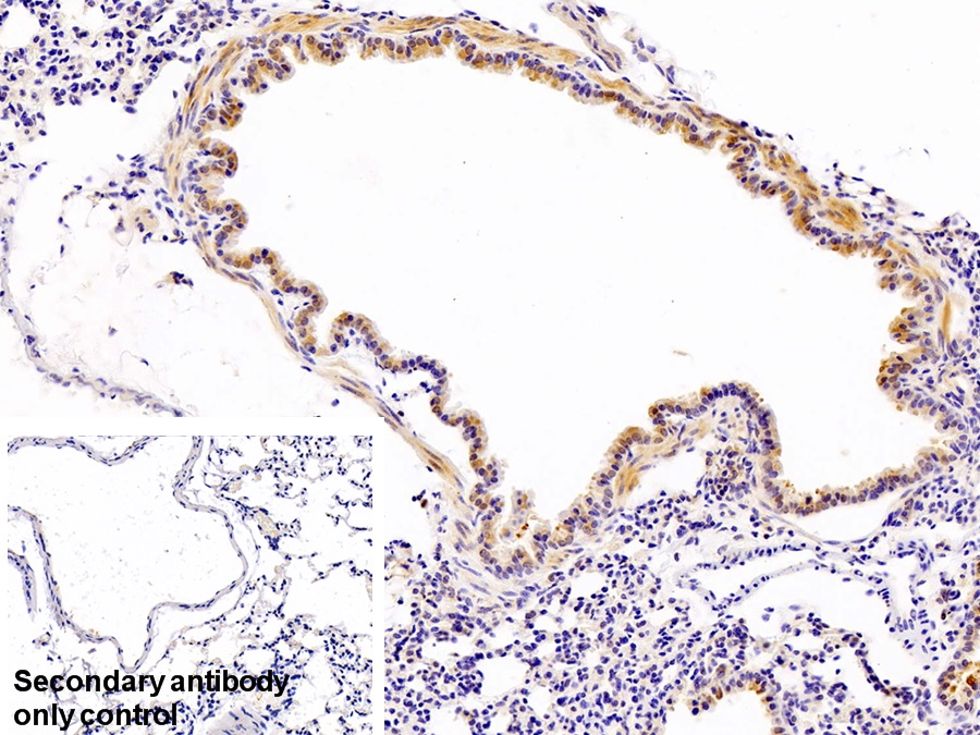 Polyclonal Antibody to Lactoferrin (LTF)