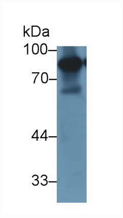 Polyclonal Antibody to Lactoferrin (LTF)