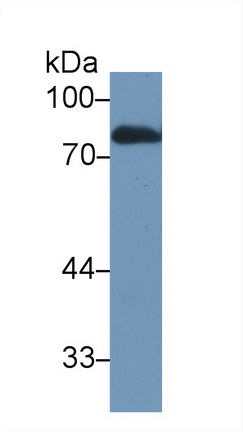 Polyclonal Antibody to Lactoferrin (LTF)