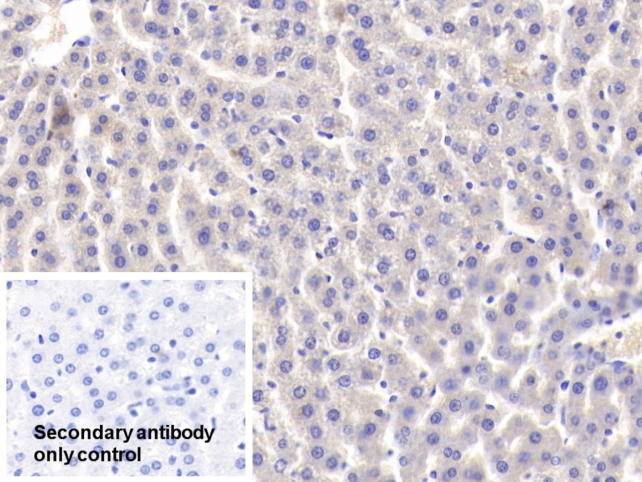 Polyclonal Antibody to Lactoferrin (LTF)