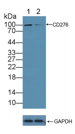 Polyclonal Antibody to Cluster Of Differentiation 276 (CD276)