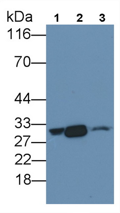 Polyclonal Antibody to Carbonic Anhydrase II (CA2)