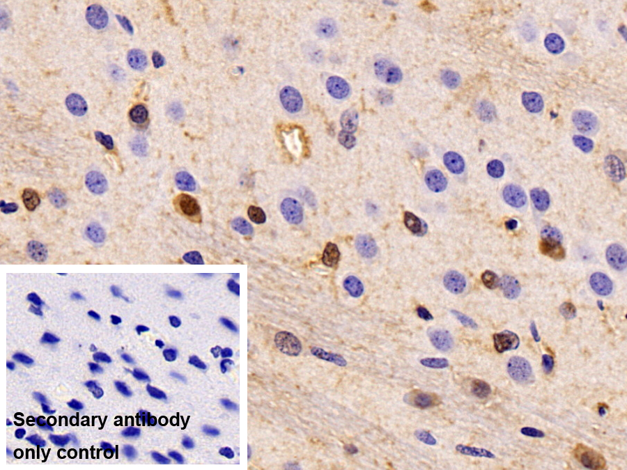 Polyclonal Antibody to Carbonic Anhydrase II (CA2)