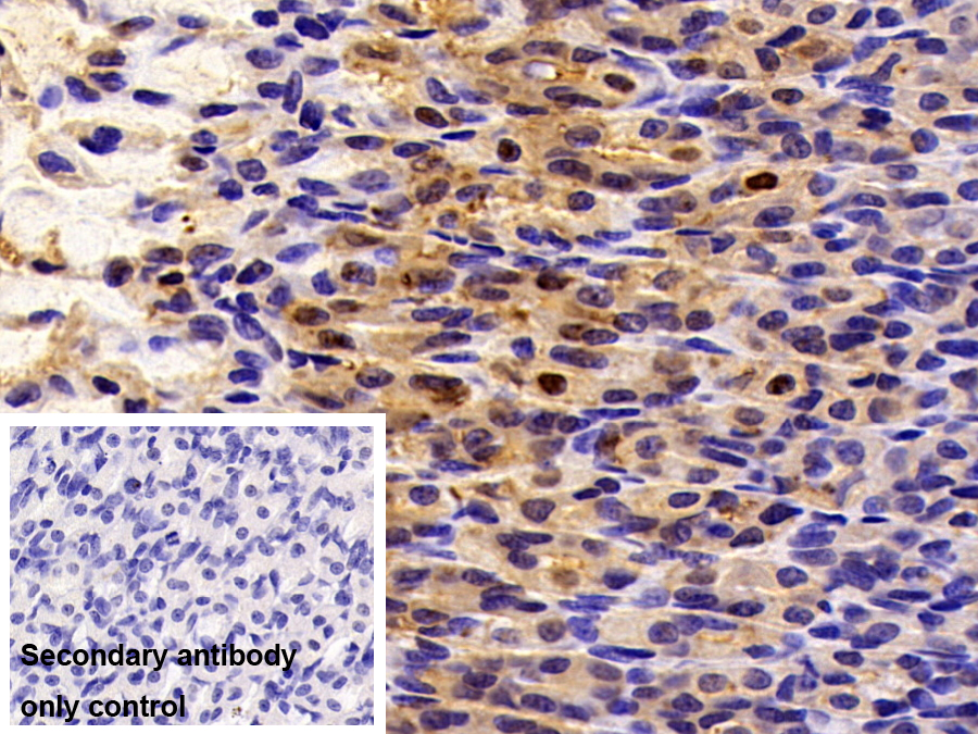 Polyclonal Antibody to Carbonic Anhydrase II (CA2)