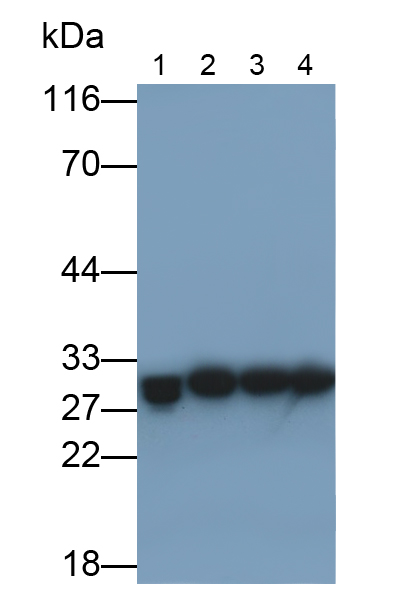 Polyclonal Antibody to Carbonic Anhydrase II (CA2)