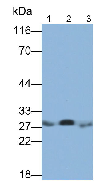 Polyclonal Antibody to Carbonic Anhydrase II (CA2)