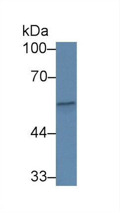 Polyclonal Antibody to Complement Factor P (CFP)