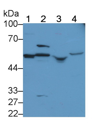 Polyclonal Antibody to Complement Factor P (CFP)