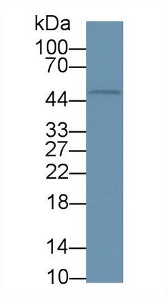 Polyclonal Antibody to Kidney Injury Molecule 1 (Kim1)