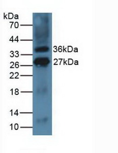 Polyclonal Antibody to Inducible T-Cell Co Stimulator Ligand (ICOSLG)