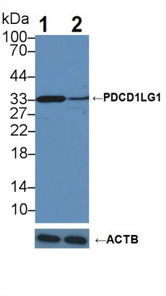 Polyclonal Antibody to Programmed Cell Death Protein 1 Ligand 1 (PDL1)