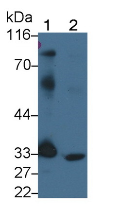 Polyclonal Antibody to Programmed Cell Death Protein 1 Ligand 1 (PDL1)