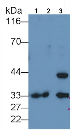 Polyclonal Antibody to Programmed Cell Death Protein 1 Ligand 1 (PDL1)