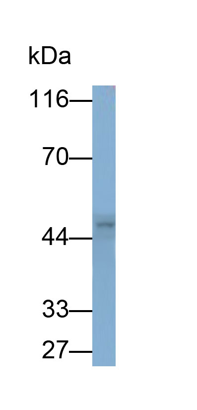 Polyclonal Antibody to Programmed Cell Death Protein 1 Ligand 1 (PDL1)