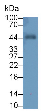 Polyclonal Antibody to Programmed Cell Death Protein 1 Ligand 2 (PDL2)