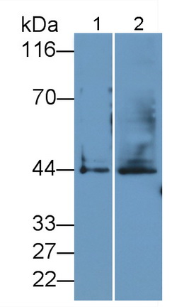 Polyclonal Antibody to Osteonectin (ON)