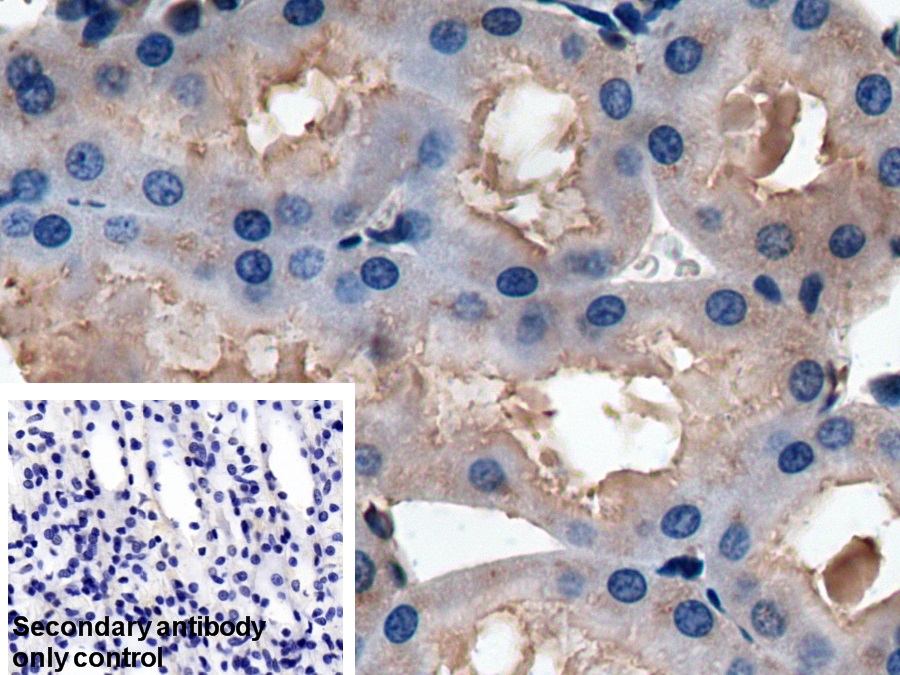 Polyclonal Antibody to Osteonectin (ON)