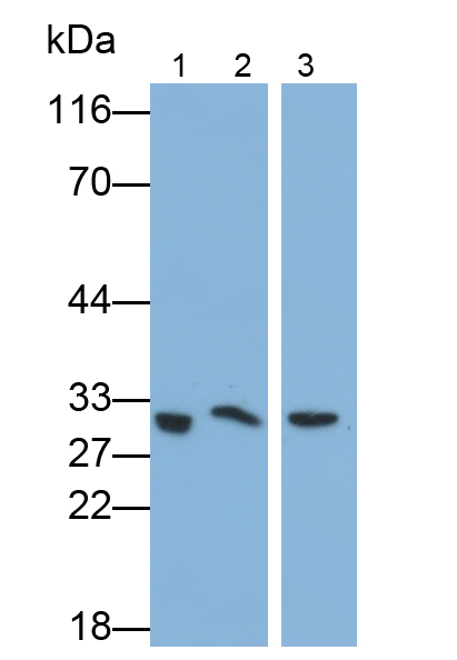 Polyclonal Antibody to Osteonectin (ON)