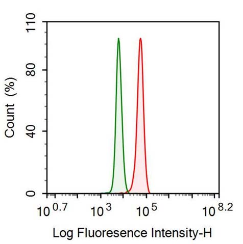 Polyclonal Antibody to Cyclin Dependent Kinase Inhibitor 2A (CDKN2A)