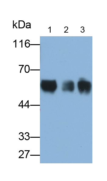 Polyclonal Antibody to Angiotensinogen (AGT)