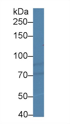 Polyclonal Antibody to Hypoxia Inducible Factor 1 Alpha (HIF1a)