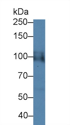 Polyclonal Antibody to Hypoxia Inducible Factor 1 Alpha (HIF1a)