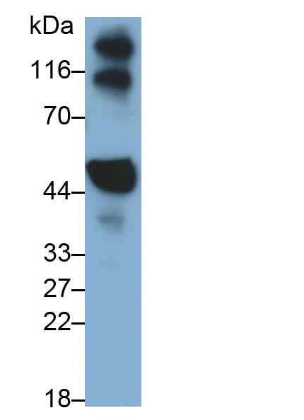 Polyclonal Antibody to Hypoxia Inducible Factor 1 Alpha (HIF1a)