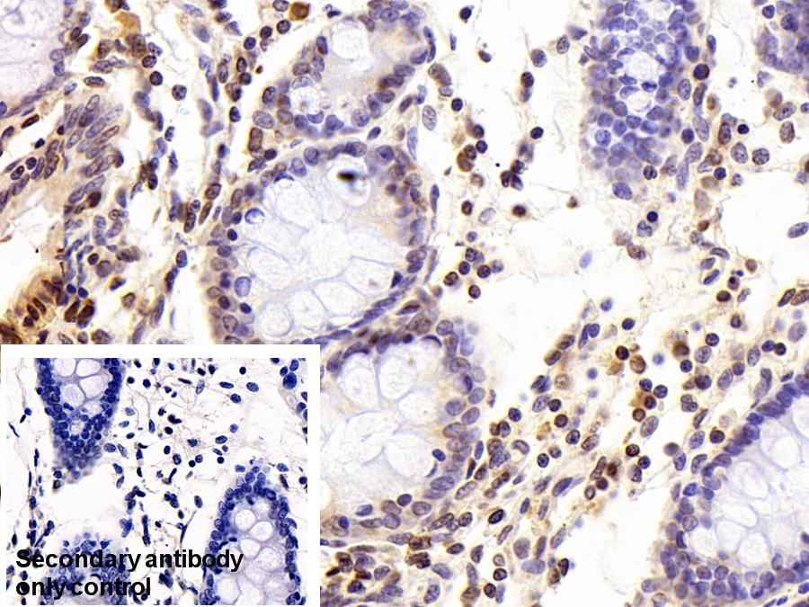 Polyclonal Antibody to Hypoxia Inducible Factor 1 Alpha (HIF1a)