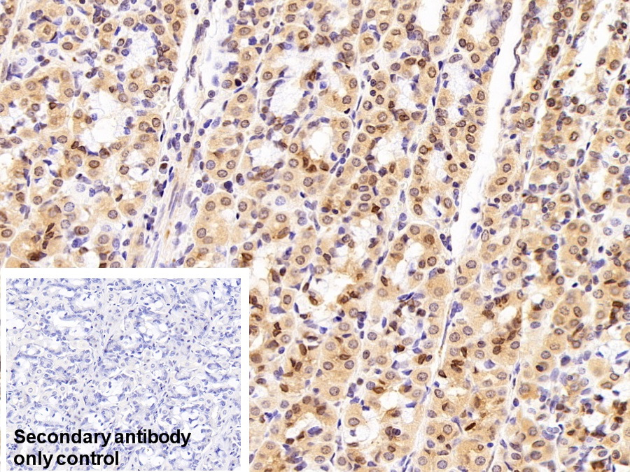 Polyclonal Antibody to Hypoxia Inducible Factor 1 Alpha (HIF1a)