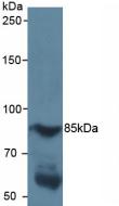 Polyclonal Antibody to Hypoxia Inducible Factor 1 Alpha (HIF1a)