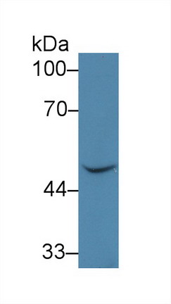 Polyclonal Antibody to Bone Morphogenetic Protein 7 (BMP7)