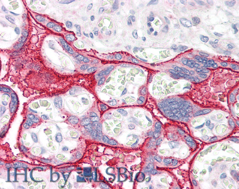 Polyclonal Antibody to Cholecystokinin (CCK)