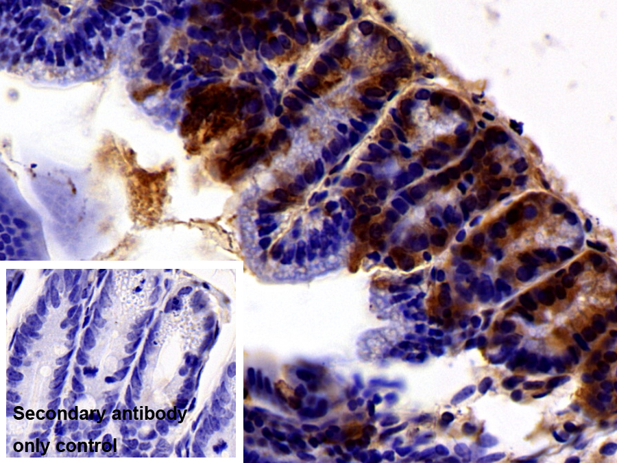 Polyclonal Antibody to 5-Hydroxytryptamine (5-HT)