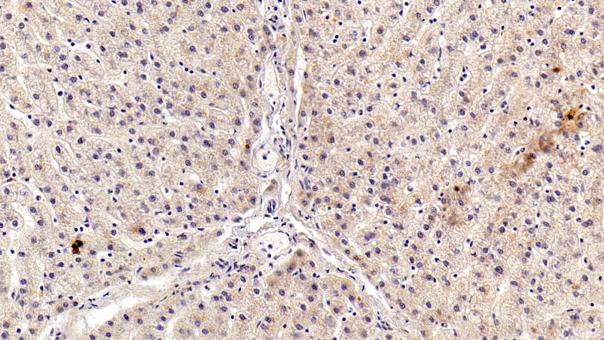 Polyclonal Antibody to Angiotensin I (AngI)